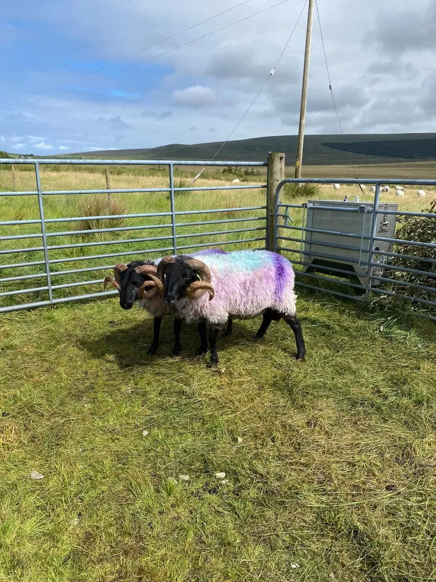 Rams - Image 4