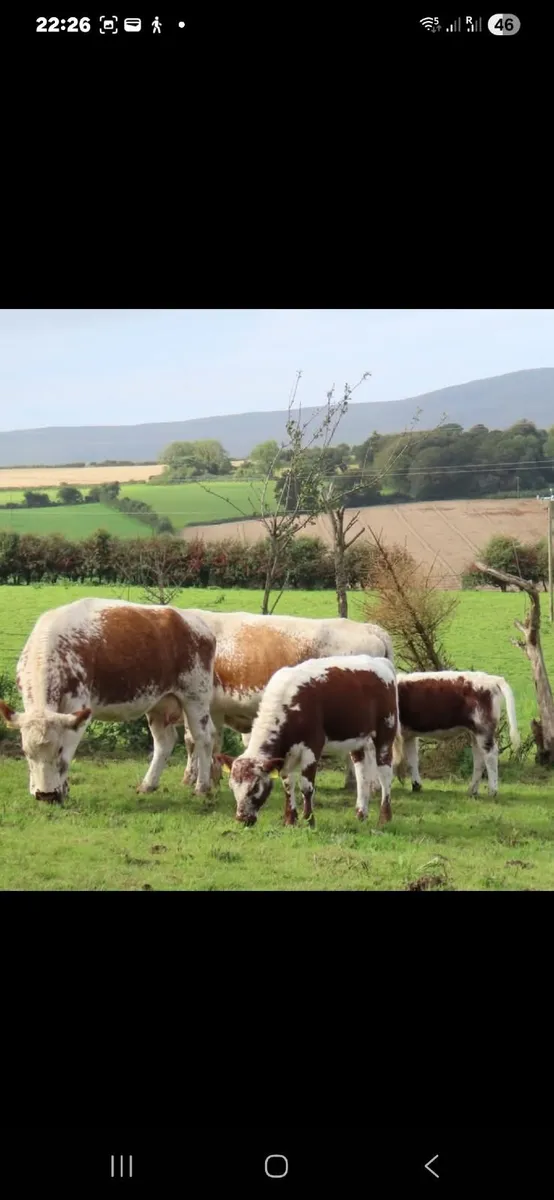 Irish moiled cattle - Image 2