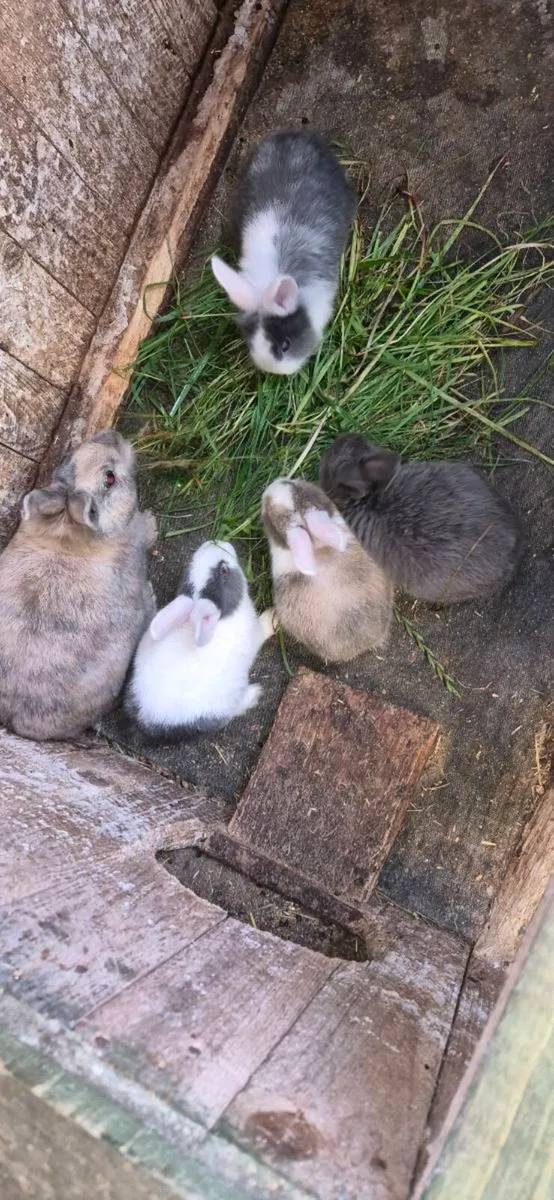 Rabbits - Image 1
