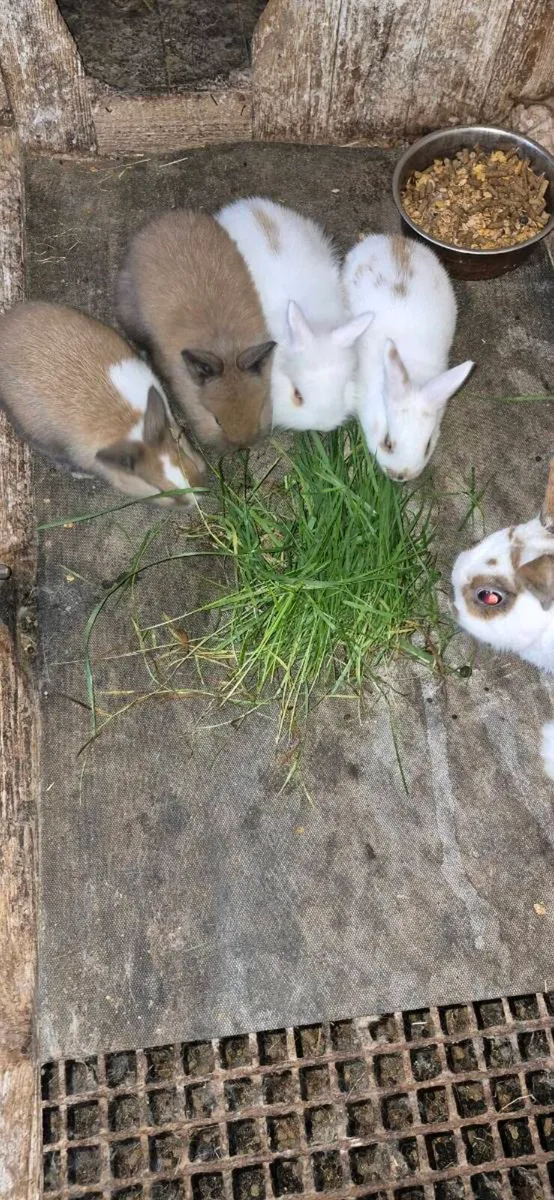 Rabbits - Image 2