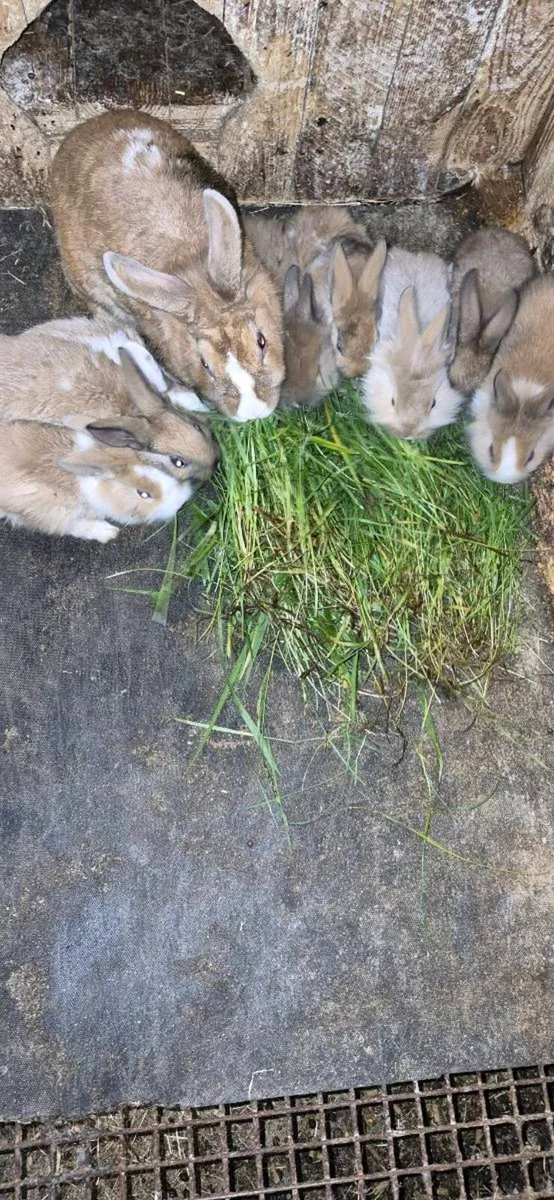 Rabbits - Image 3