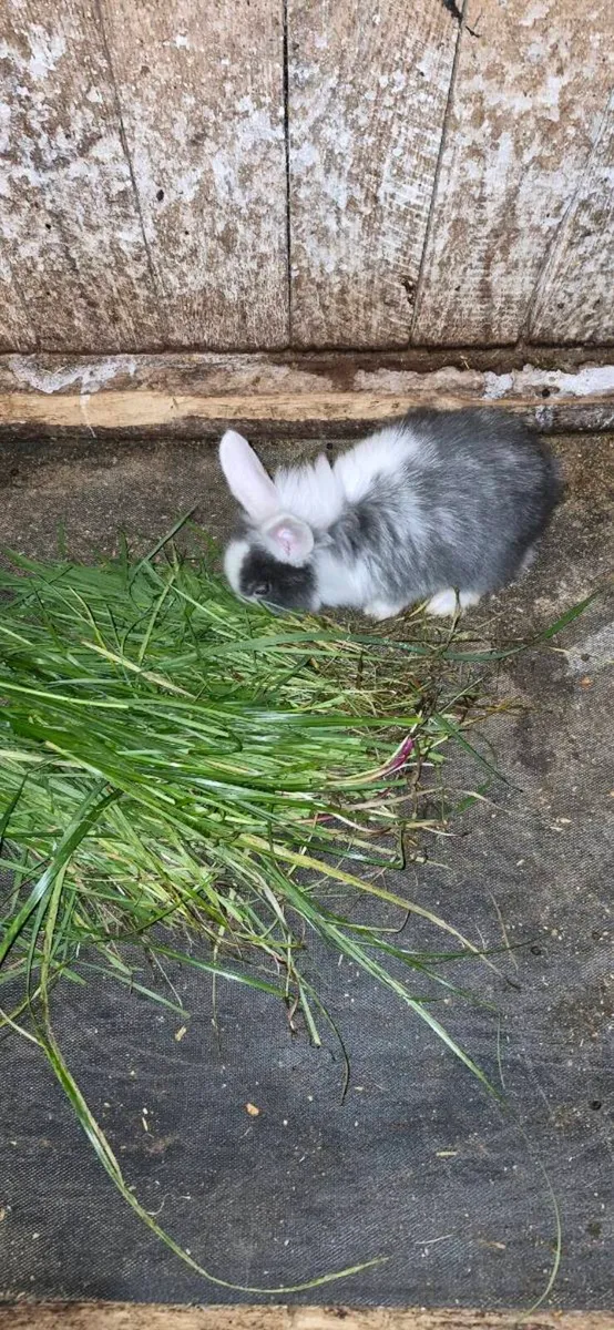 Rabbits - Image 4