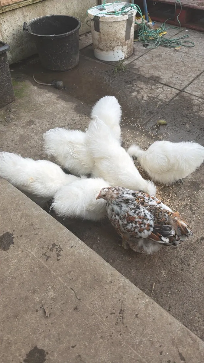 Silkie Show Quality Pair Hen + Rooster - Image 1