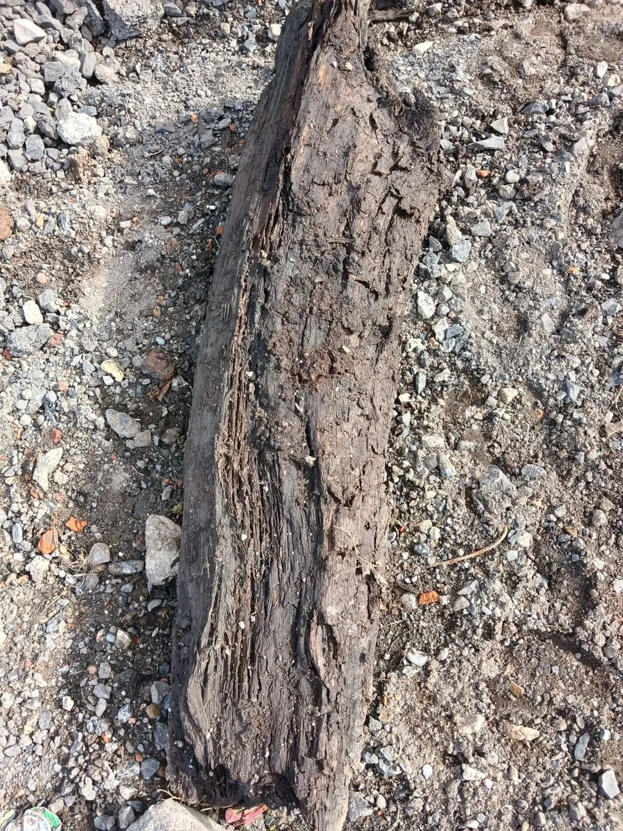 Bog Oak - Image 1