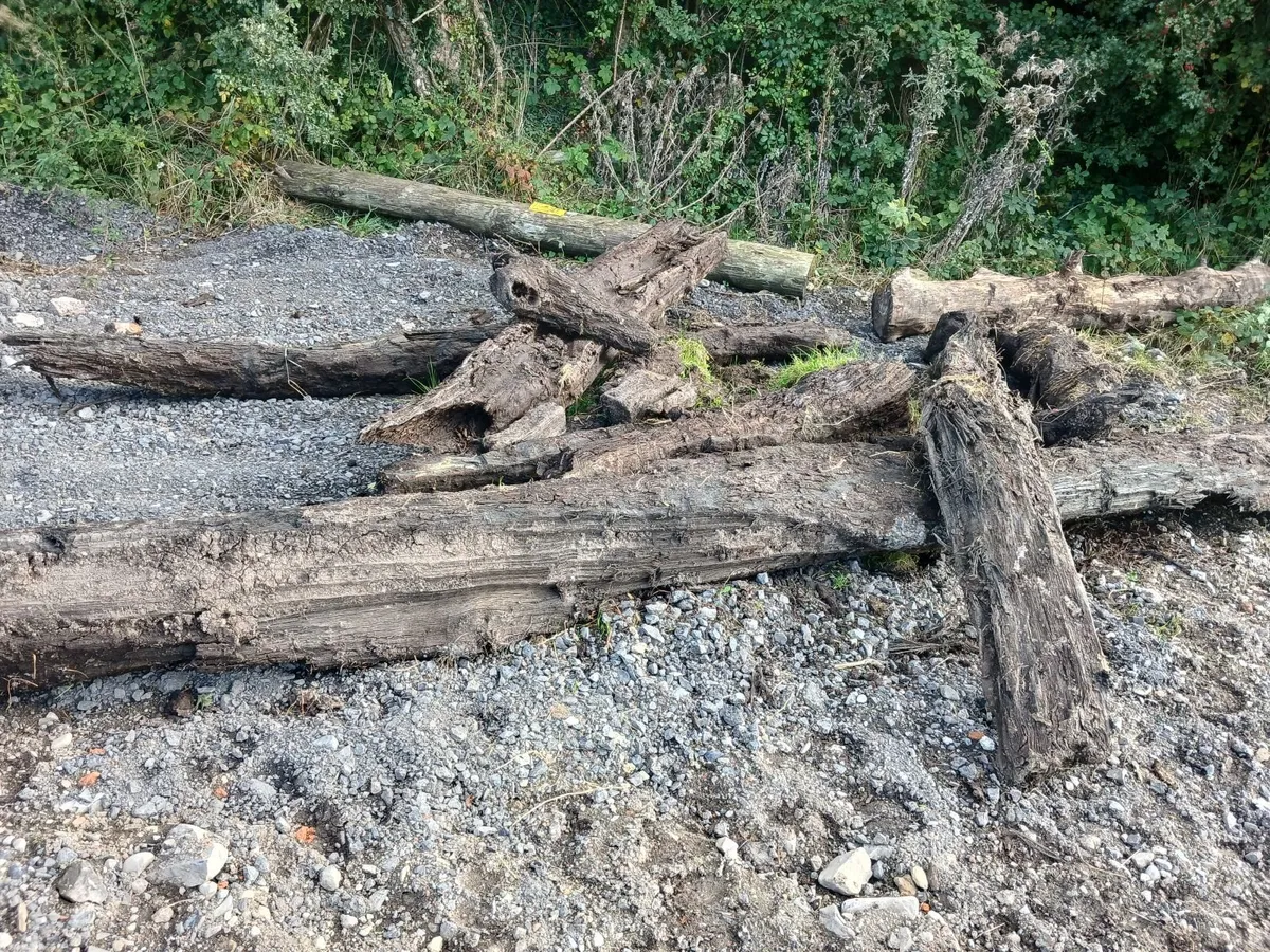 Bog Oak - Image 2
