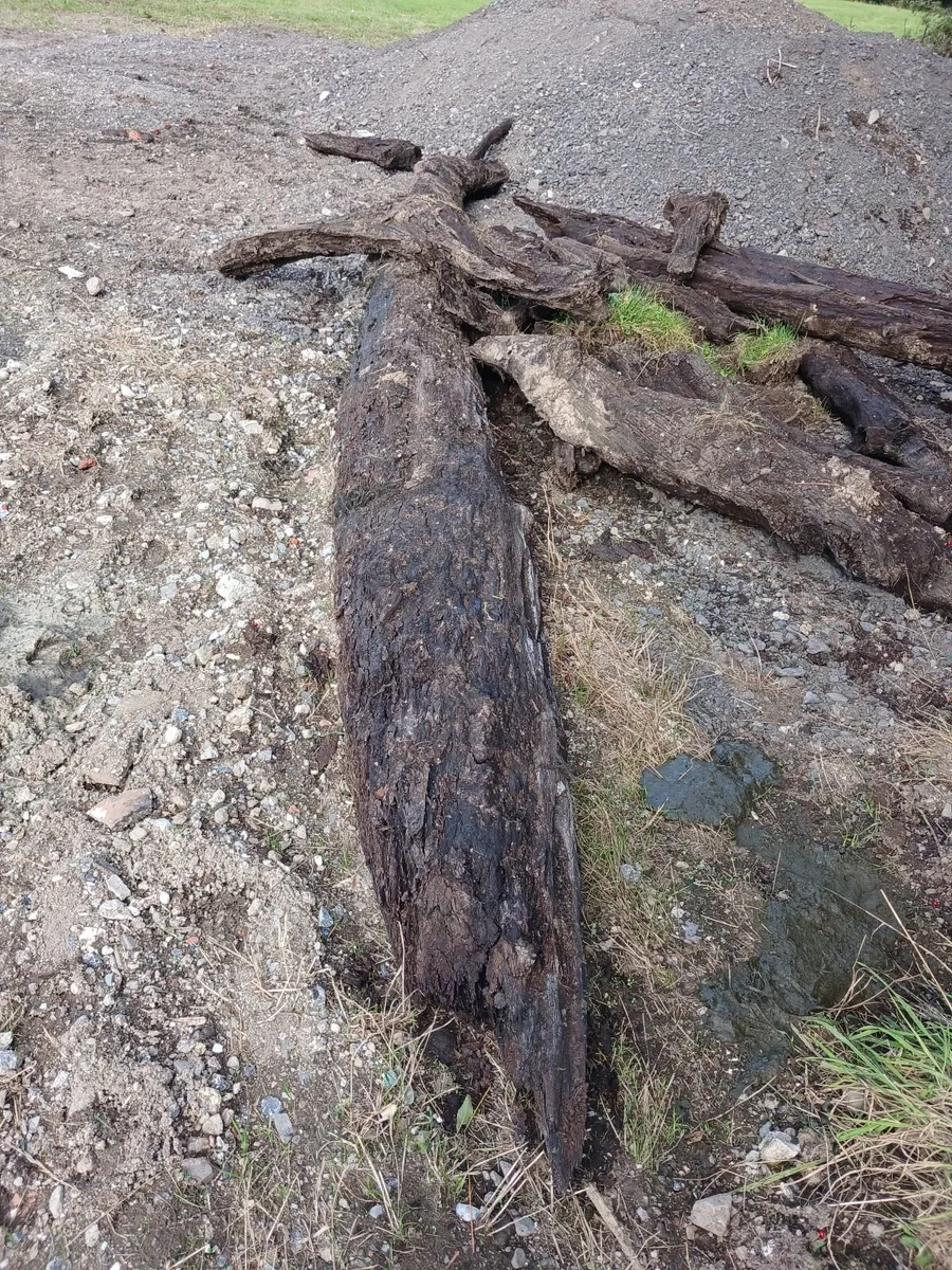 Bog Oak - Image 4