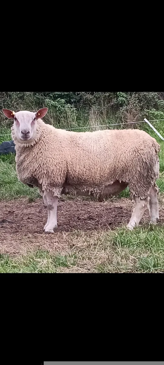 Pedigree registered Charollais ram lamb - Image 1