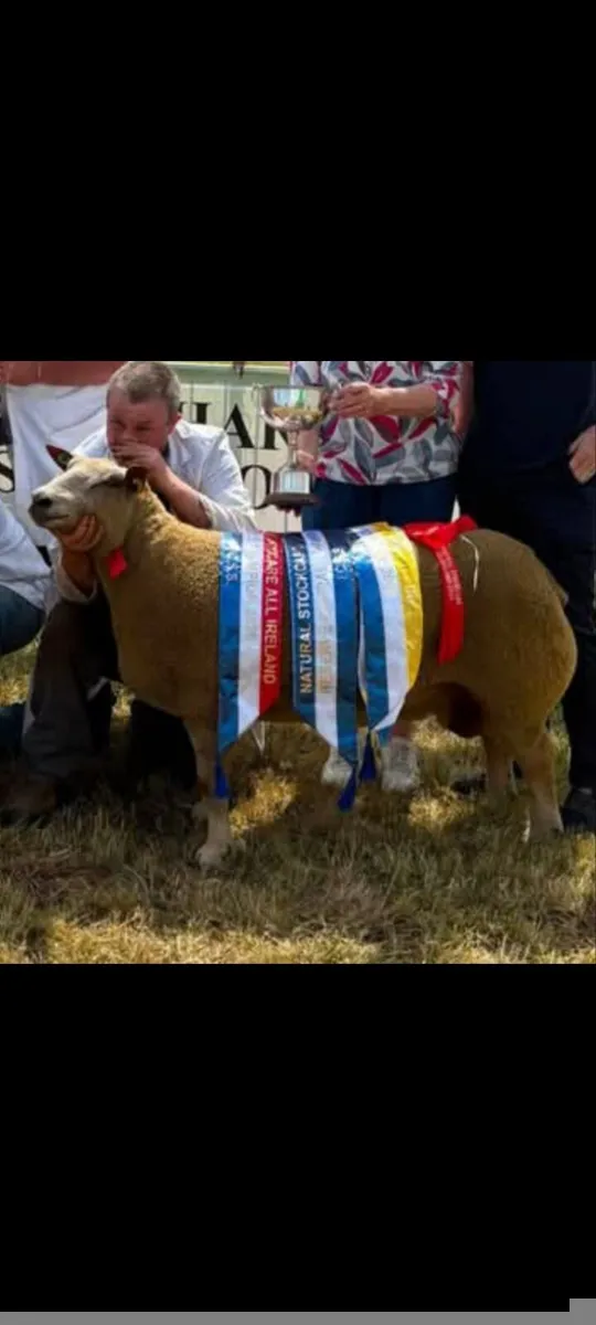 Pedigree registered Charollais ram lamb - Image 2