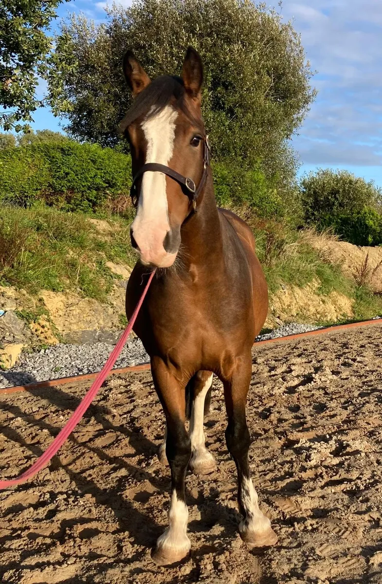 4 yr old, 156cm, Gelding For Sale - Image 3