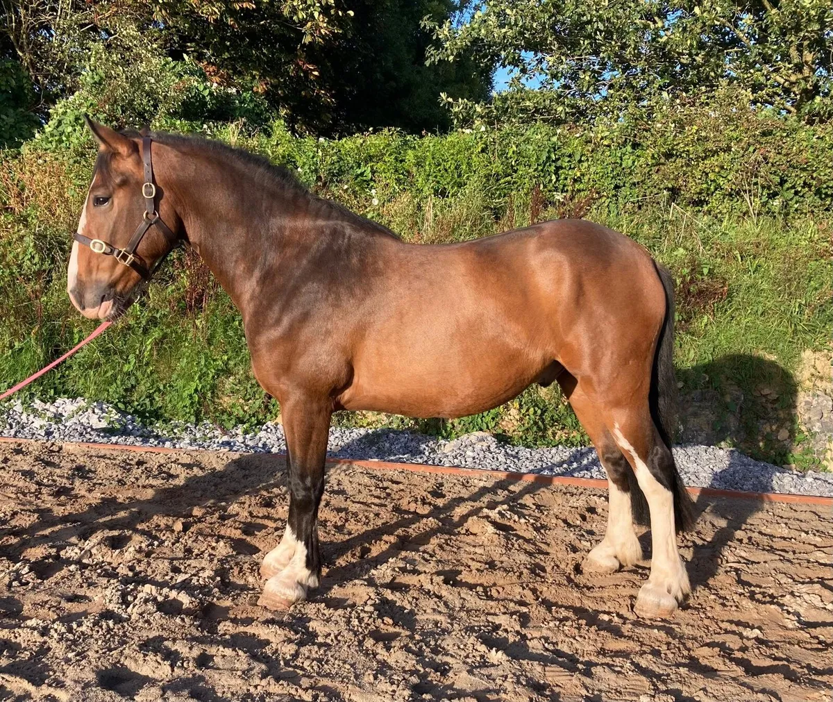 4 yr old, 156cm, Gelding For Sale - Image 4