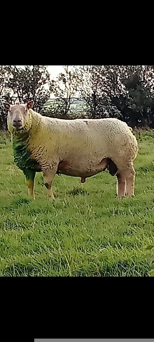 Pedigree registered Charollais ram lamb - Image 3