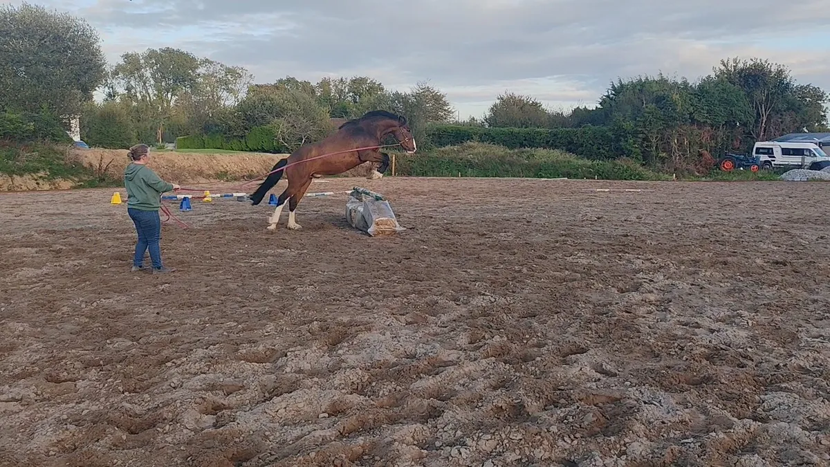 4 yr old, 156cm, Gelding For Sale - Image 1