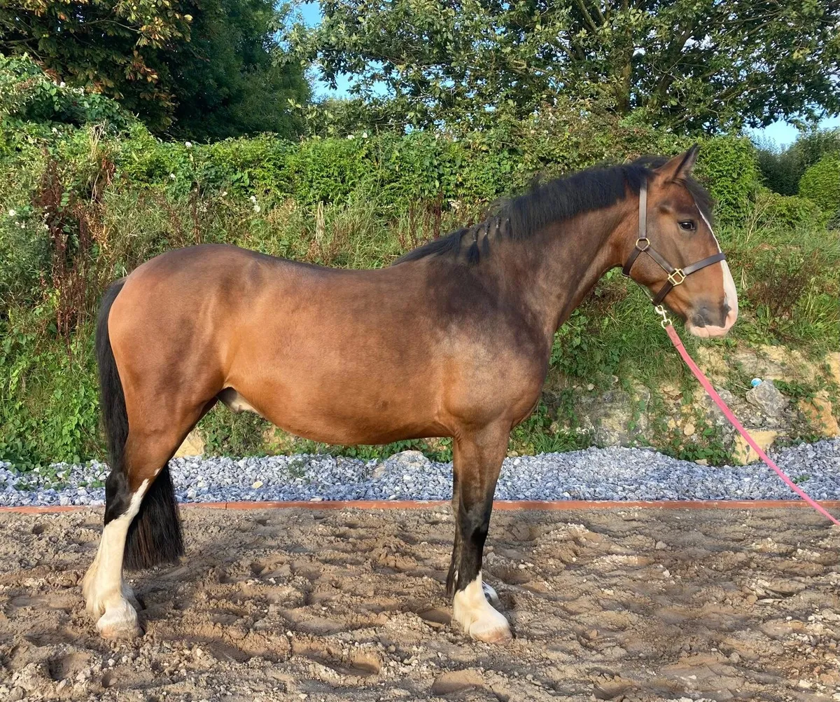4 yr old, 156cm, Gelding For Sale - Image 2