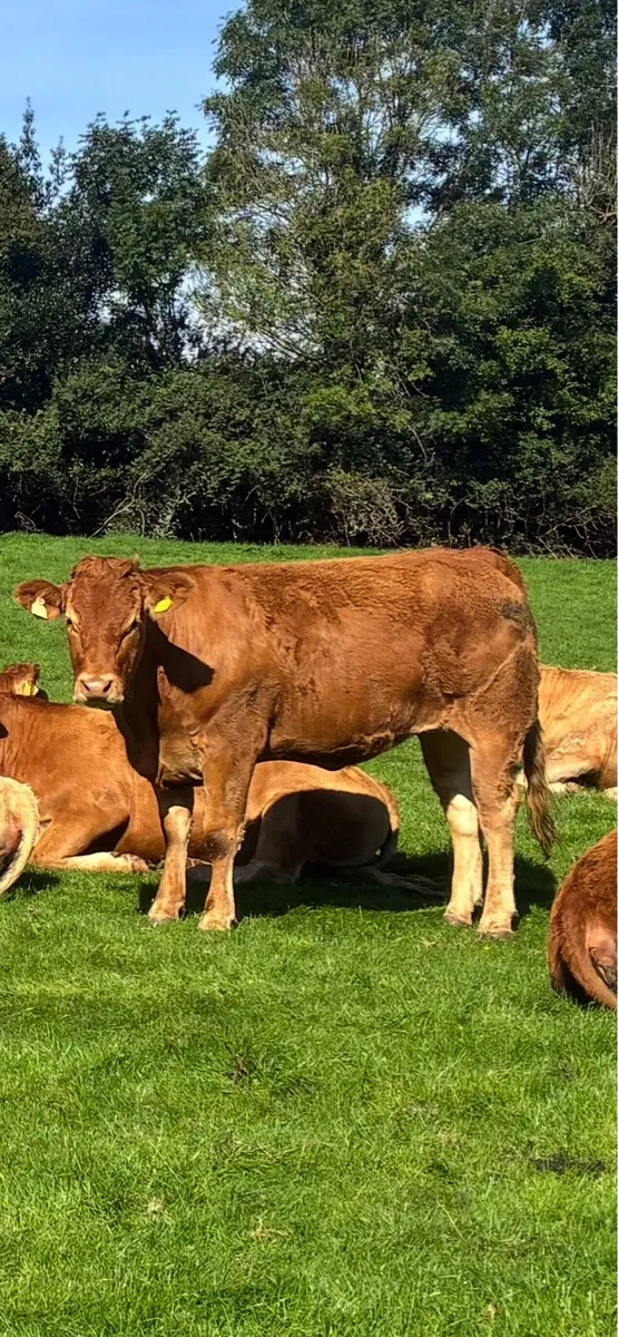 Springers for sale - Image 3