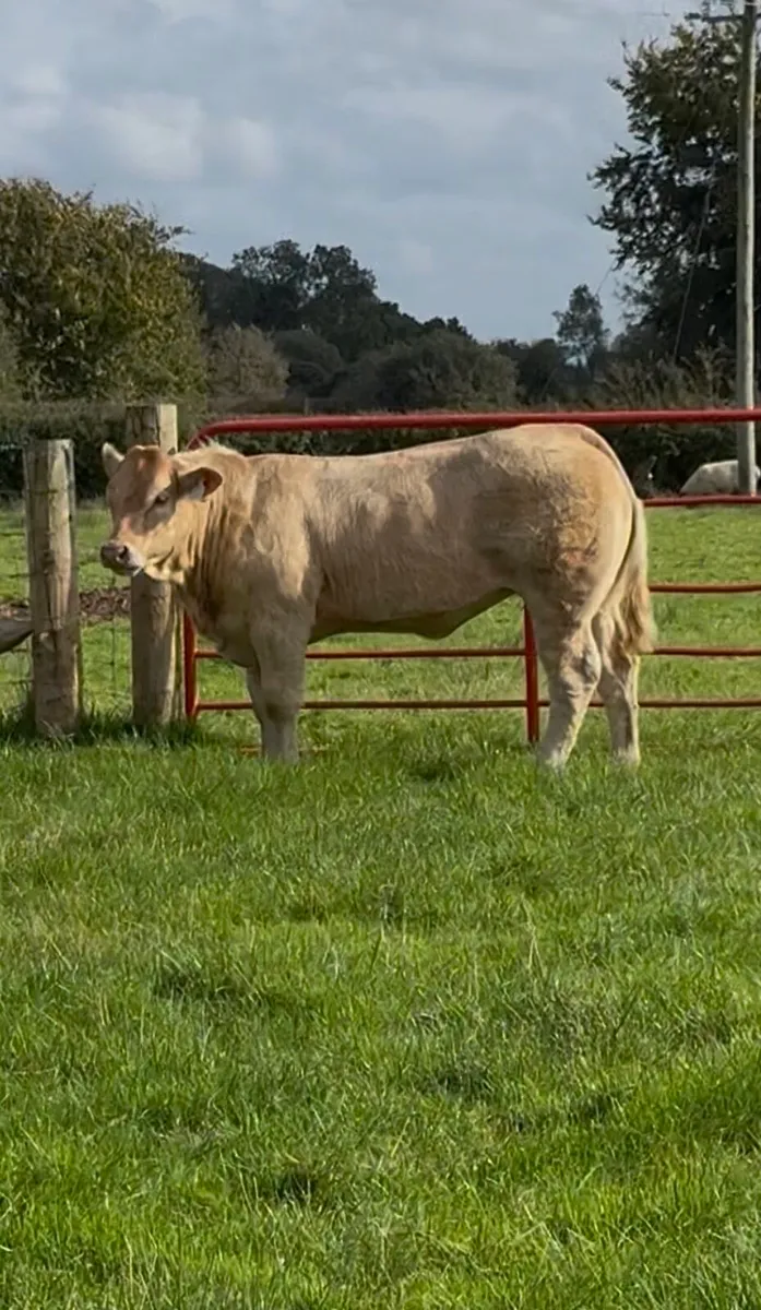 Golden Charolais weanlings - Image 1