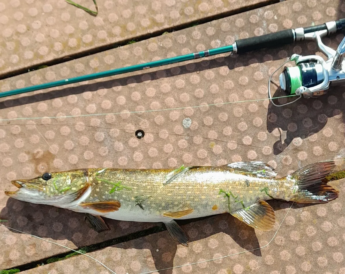 Fishing rod