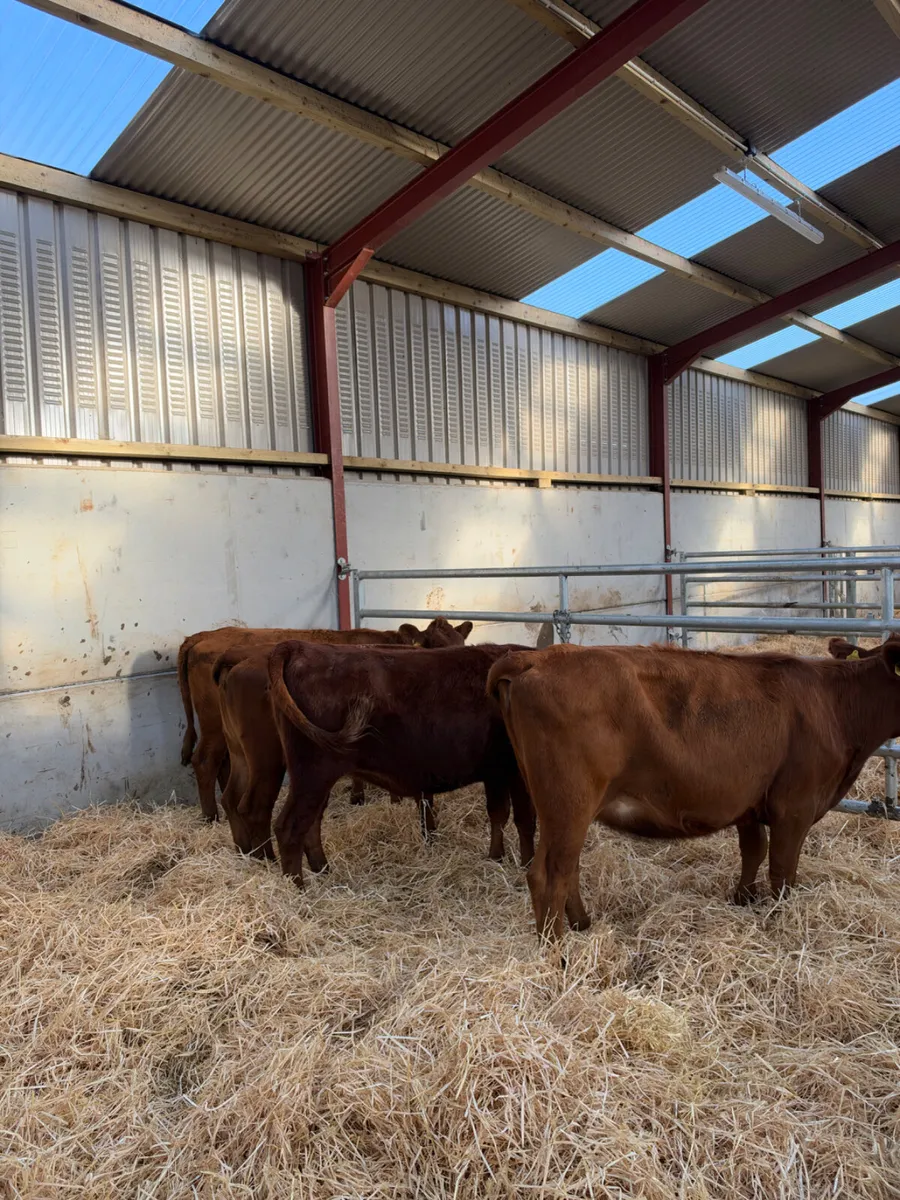 Angus heifers - Image 4