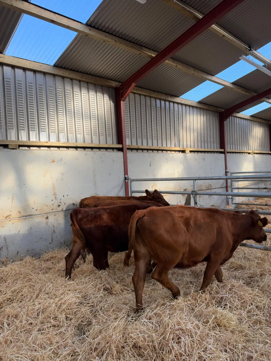 Angus heifers - Image 3