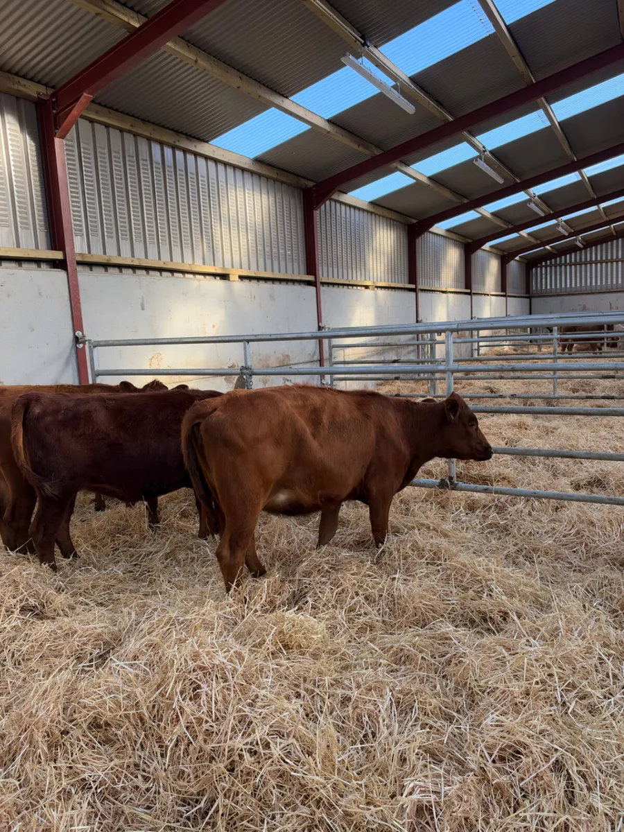 Angus heifers - Image 2