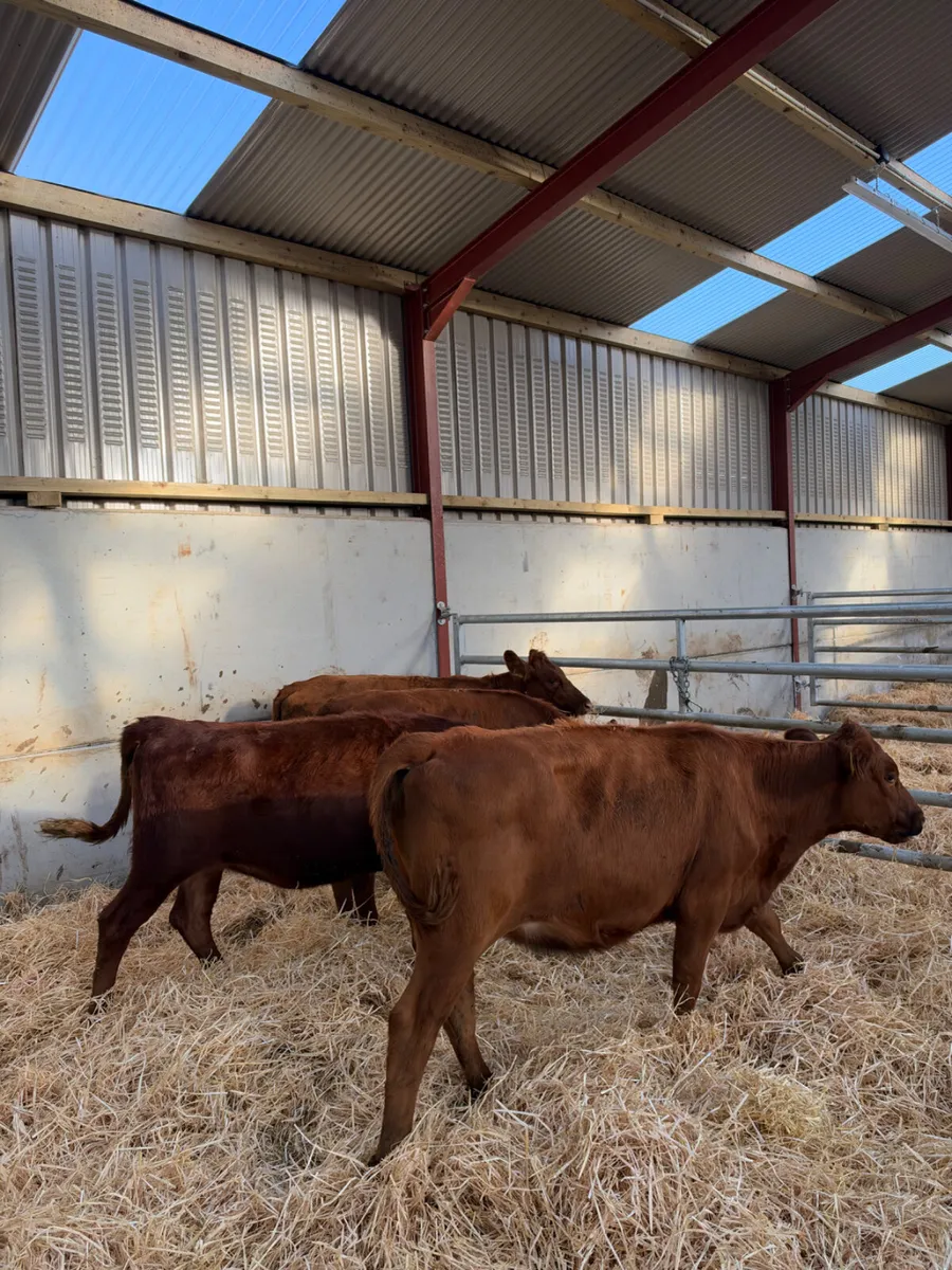 Angus heifers - Image 1