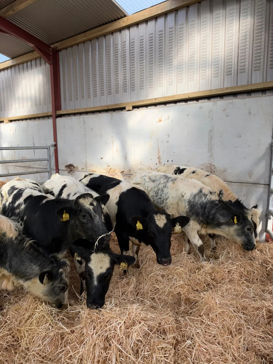 Blue heifers - Image 3