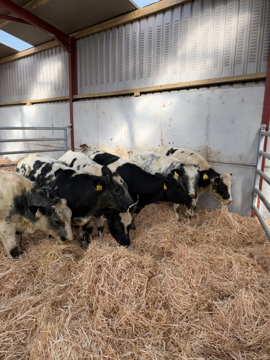 Blue heifers - Image 2