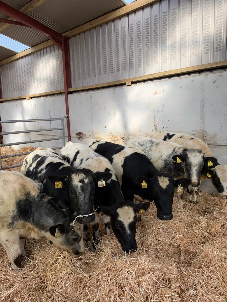 Blue heifers - Image 1