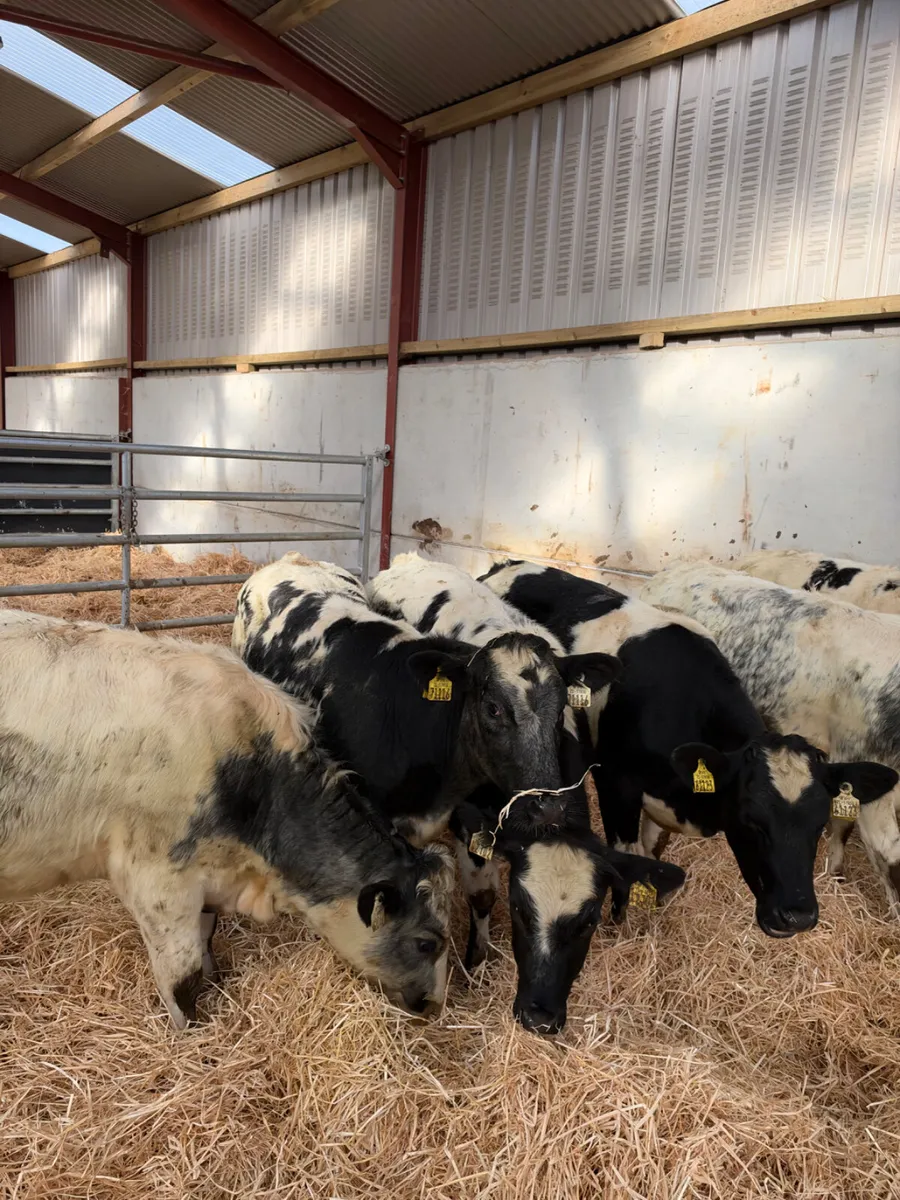 Blue heifers - Image 4