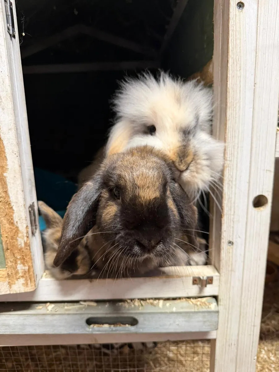 Baby Rabbits - Image 1