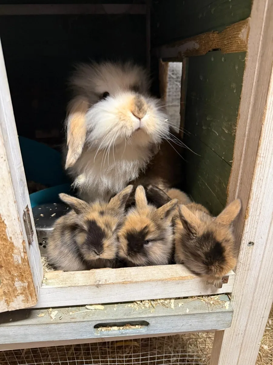 Baby Rabbits - Image 2