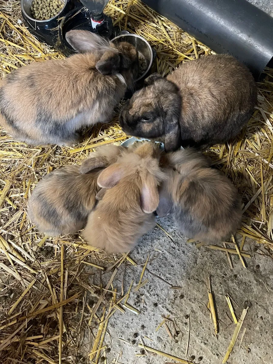 Baby Rabbits - Image 4