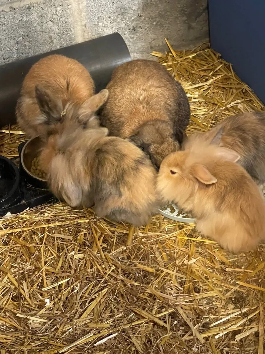 Baby Rabbits - Image 3