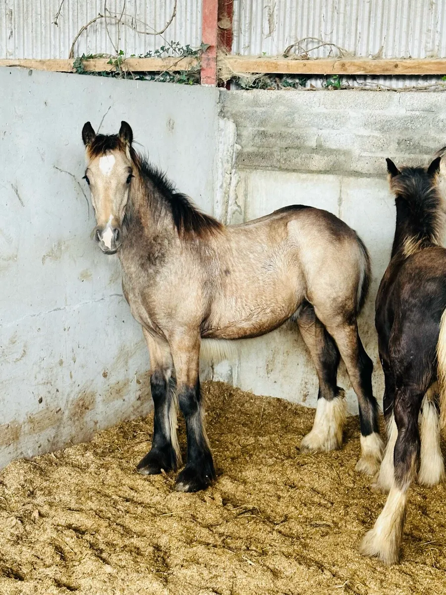 Heavy Dun Colts - Image 1