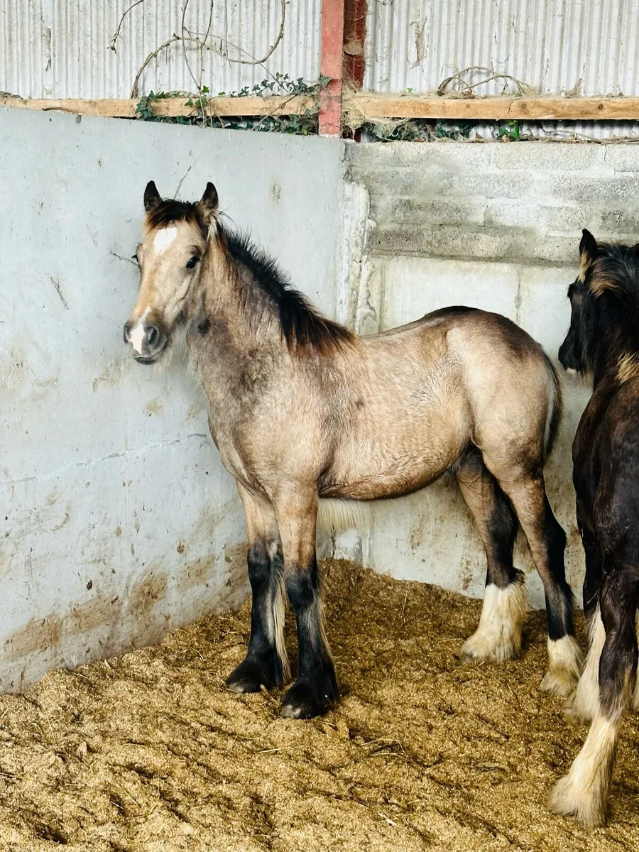 Heavy Dun Colts - Image 2