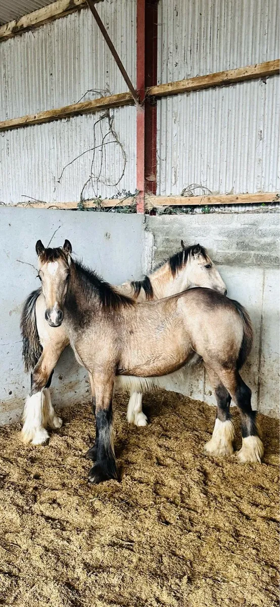 Heavy Dun Colts - Image 3