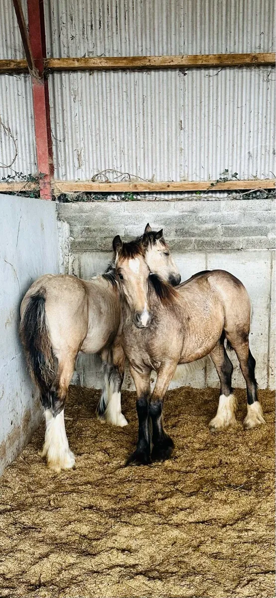 Heavy Dun Colts - Image 4