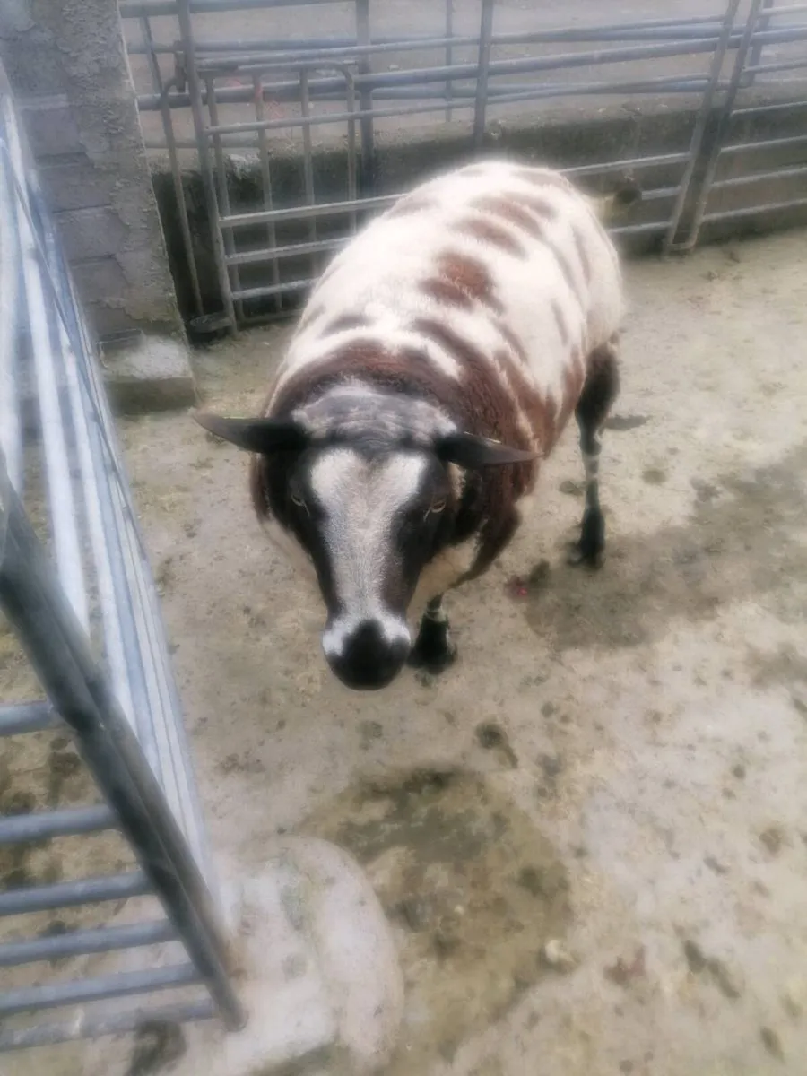 Dutch spotted ram - Image 1