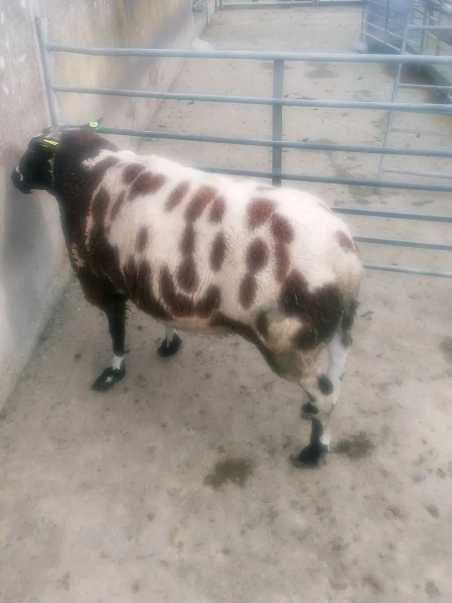 Dutch spotted ram - Image 2