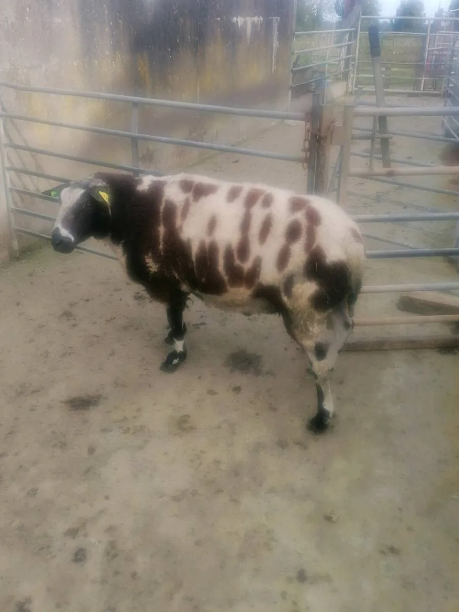 Dutch spotted ram - Image 4