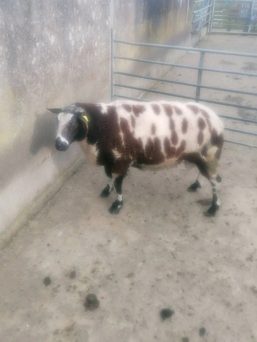 Dutch spotted ram - Image 3