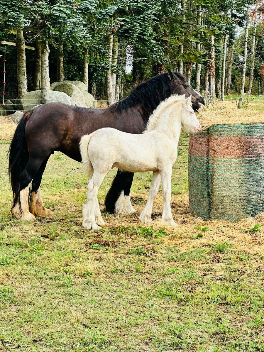Red Blagdon Colt - Image 1