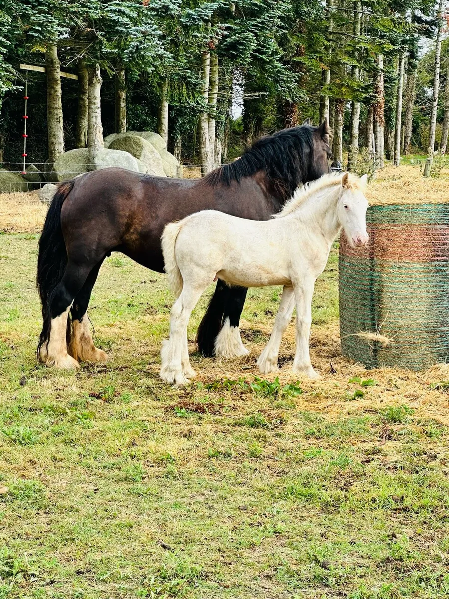 Red Blagdon Colt - Image 2