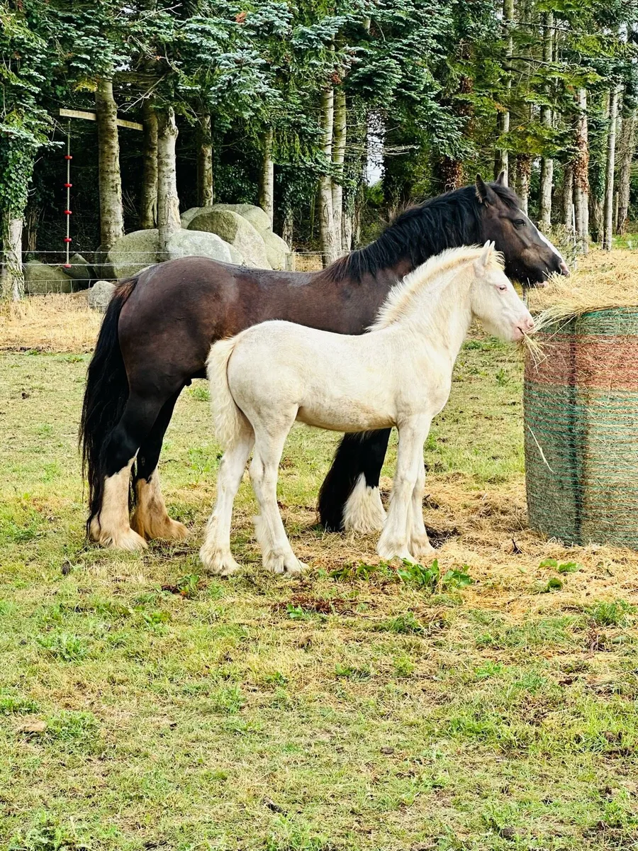Red Blagdon Colt - Image 3