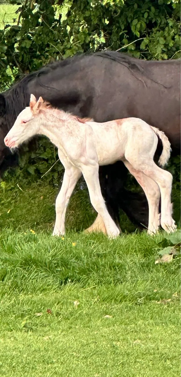 Red Blagdon Colt - Image 4