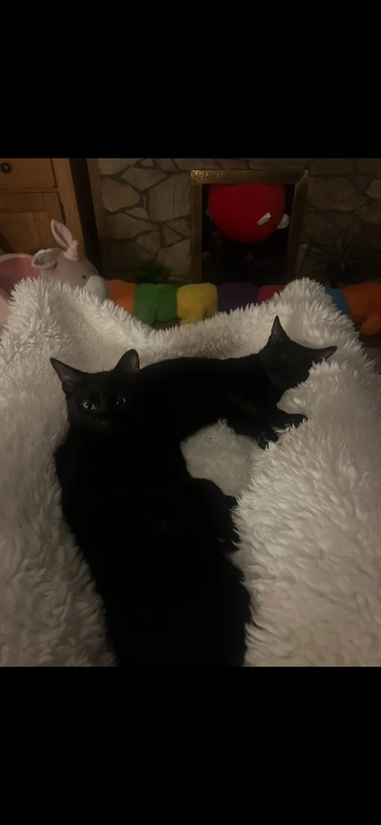 Lovely little boy kittens - Image 1