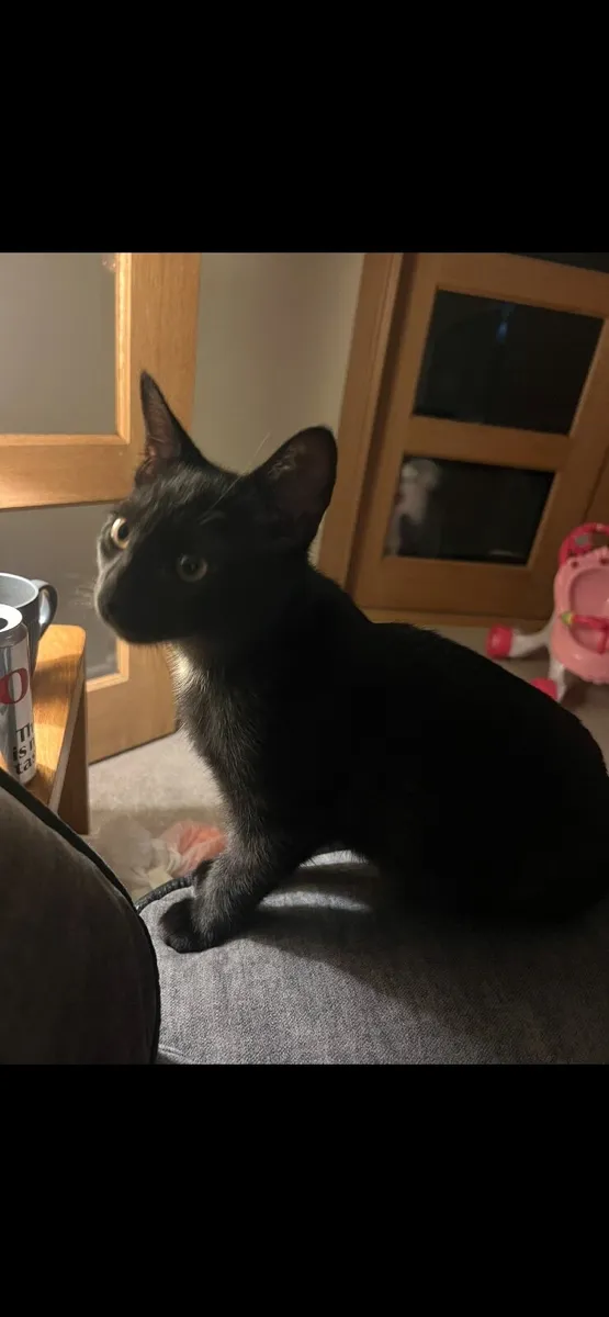 Lovely little boy kittens - Image 3