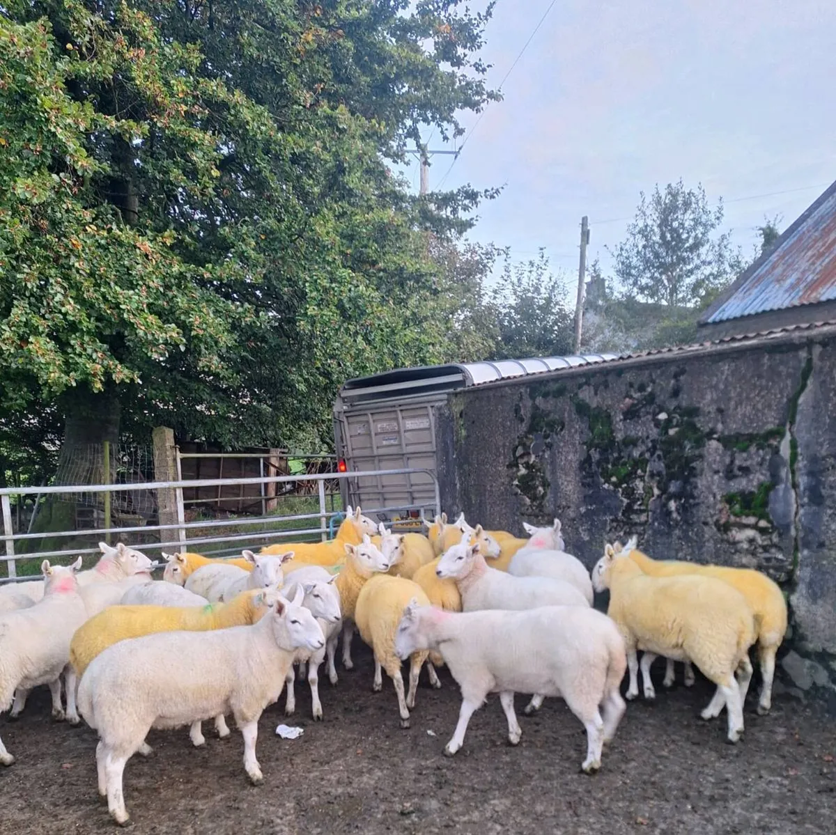 Cheviot hoggets - Image 1