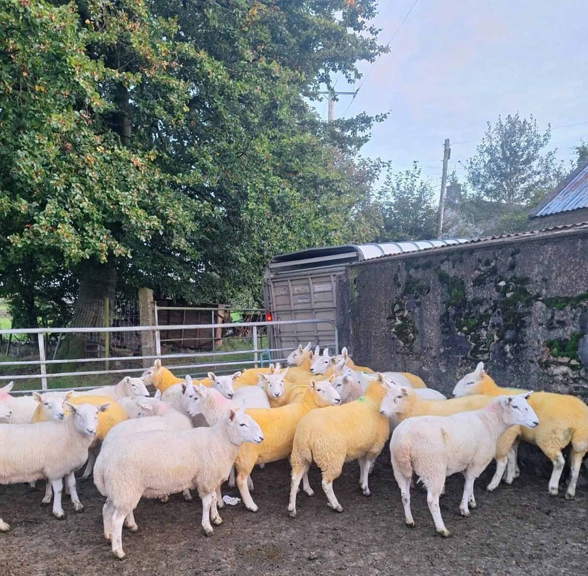 Cheviot hoggets - Image 2