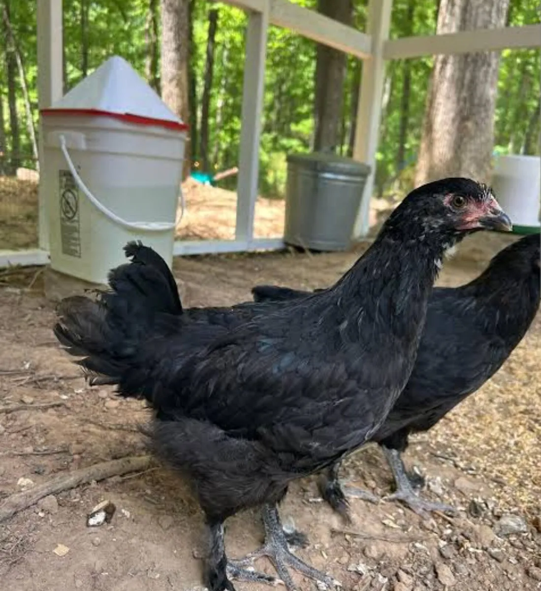 Maran Chicks For Sale - Image 1