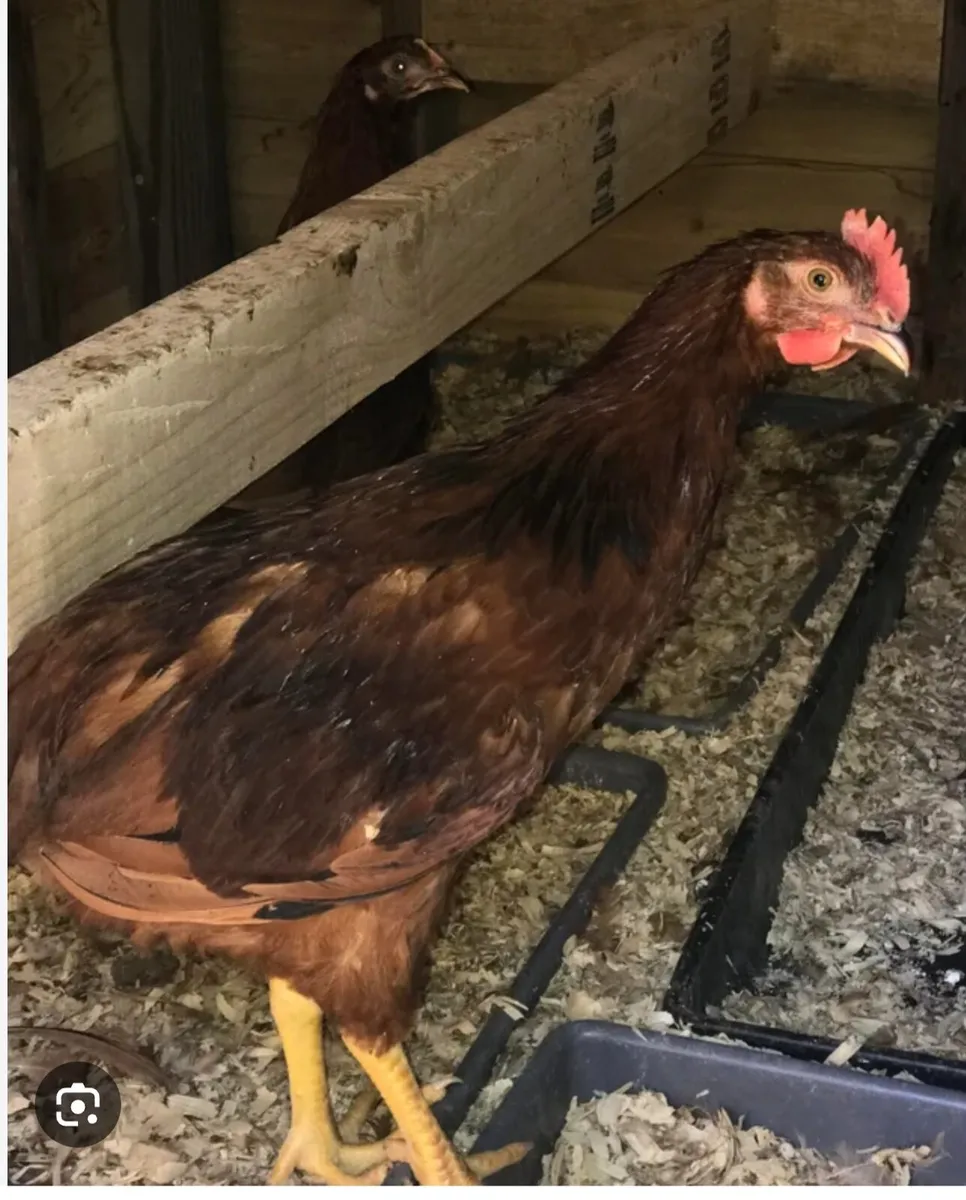 Maran Chicks For Sale - Image 2